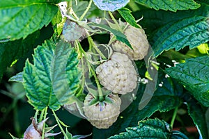 Small Cluster of Ripe White Raspberries