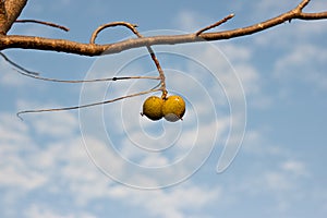 Small cluster of walnuts hanging from a dead branch