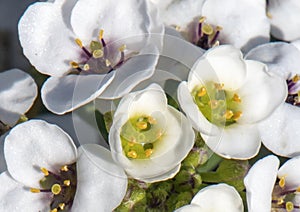 Small cluster of white tiny flowers on a small green shrub