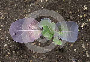 Young Broccoli Leaves