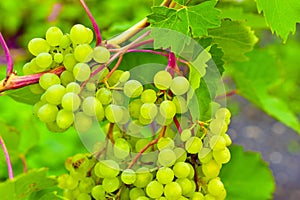 Small clusters of green grapes on the branches of a grape tree