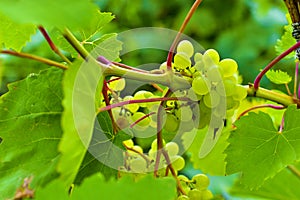 Small clusters of green grapes on the branches of a grape tree