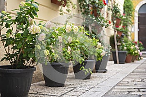 A little cobbles street in a Mediterranean country