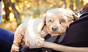 Small cockapoo dog on a person lap