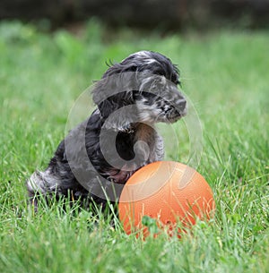 Small Cocker Spaniel puppy with ball