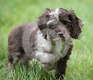 Small Cocker Spaniel puppy with ball photo