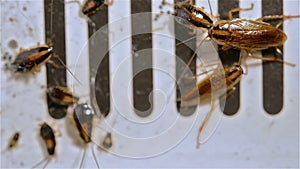 Small cockroaches struggling on a catcher closeup