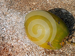 Small Coconut On Outdoor Pavement