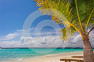 Small coconut palm tree at dreamy tropical beach