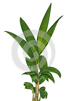 Small coconut tree