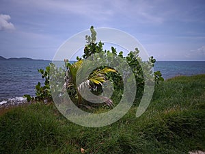 Small coconut  tree near a grap and the sea photo