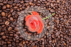 Background with many coffee beans and red rose photo