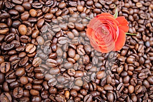 Background with many coffee beans and red rose photo