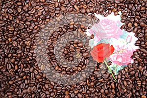 Background with many coffee beans and red rose photo