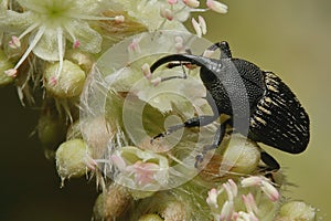 Small Coleoptera or black weevil feeding on a flower.