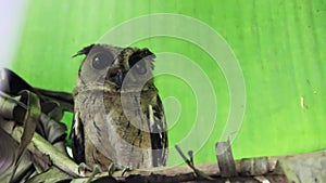 Small Collared scops-owl