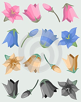 Small collection of colorful campanula flowers.