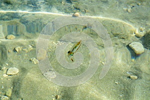 Small colofrul calamar floating in the water on Konnos beach, Cyprus