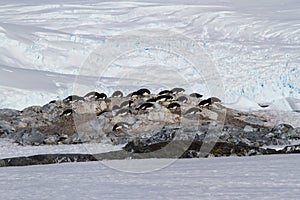 Small colony of Adelie penguins among the rocks and snow on the