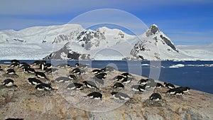 small colony of AdÃ©lie penguins in background of mountains and the ocean on the west coast of the Antarctic Peninsula