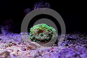 Small colony of Goniopora LPS coral photo