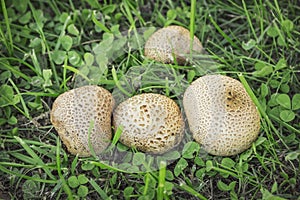 A small colony of inedible puffball mushrooms in late August