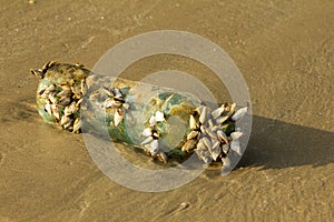 A small colony of sea shells on a plastic bottle on sand of the