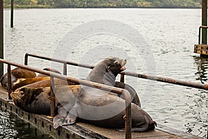 small colony of sealions on old wooden dock