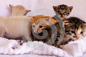 Small colored cats playing on a white towel