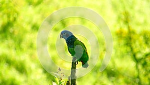 A small colored parrot on a branch