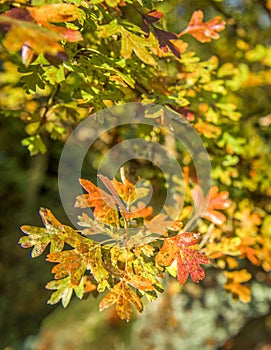 Small colorful autumn leaves on a sycamore tree