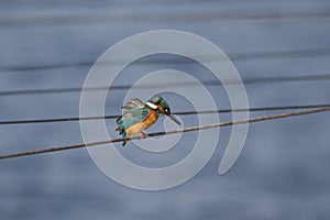 Small colorful bird, King Fisher, sitting.