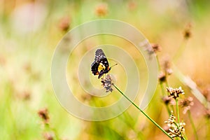 Small colorful butterfly