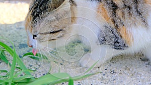 Small and colorful cat around green grass