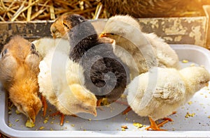 small colorful chicks eat a boiled egg in a feeder.
