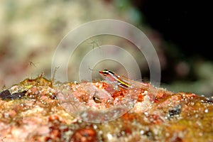 Small colorful fish aceh indonesia scuba diving