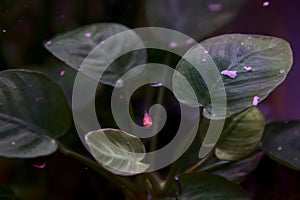 A small colorful fish in the aquarium.