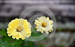 Small colorful flower with nature bokeh background, growth during sunny day