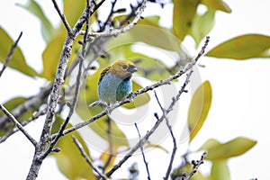 Small colorful Gilt-edged tanager, Caraca natural park, Minas Gerais, Brazil