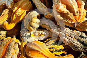 Small, Colorful Gourds