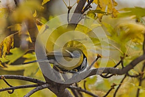 Small and colorful great tit bird with yellow black and white feathers sitting on small branch of high and old tree