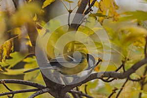 Small and colorful great tit bird with yellow black and white feathers sitting on small branch of high and old tree