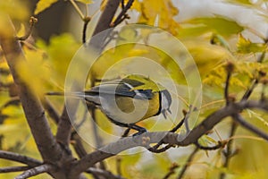 Small and colorful great tit bird with yellow black and white feathers sitting on small branch of high and old tree