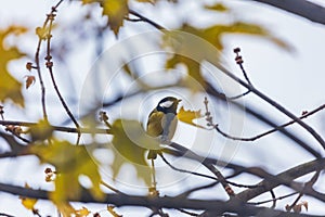 Small and colorful great tit bird with yellow black and white feathers sitting on small branch of high and old tree