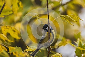 Small and colorful great tit bird with yellow black and white feathers sitting on small branch of high and old tree