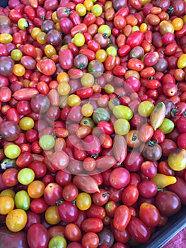 Small colorful heirloom tomatoes fruit