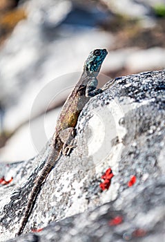 Small colorful lizard in the wild on a stone. Summer wallpaper with animals and nature. close up