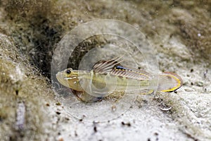 A Small Colorful Male Goby Fish Rests Outside Its Burrow