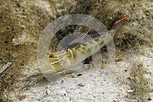 A Small Colorful Male Goby Fish Rests Outside Its Burrow