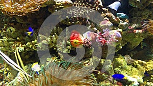 Small Colorful Sea Coral Fish In Aquarium